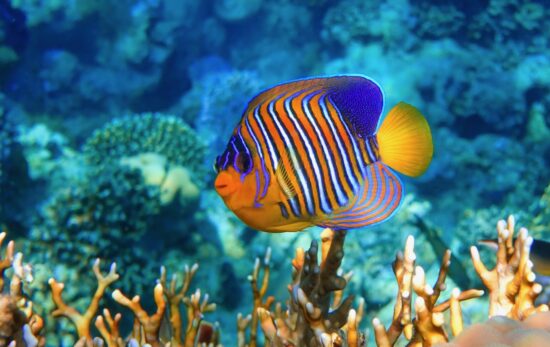 Open water scuba divers can see angel fish.