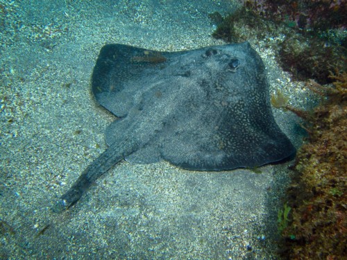 They met on a scuba nitrox dive trip with padi