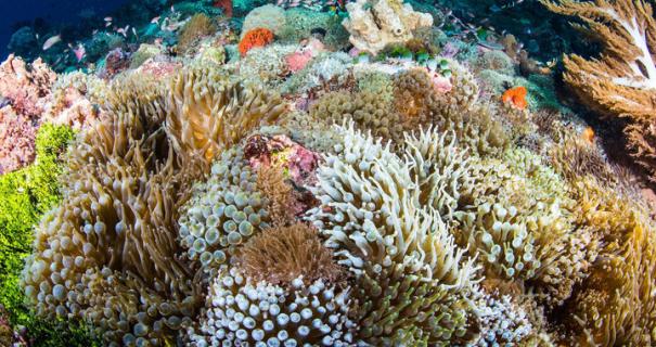 They met on a scuba nitrox dive trip with padi.