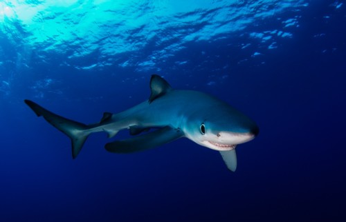 Swimming with sharks on my first open water dive certification.