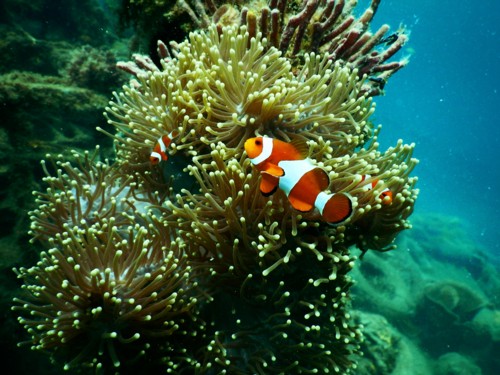 They met on a scuba nitrox dive trip with padi