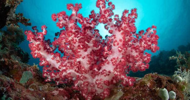 Diving solo can help get wonderful scuba diving photos.
