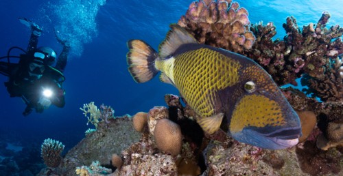 The padi open water dive course was taken before the dive.