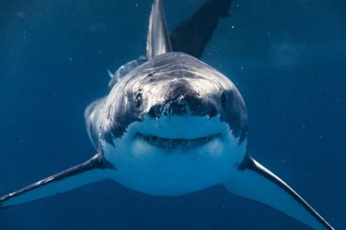 The Great White Shark (Jaws).