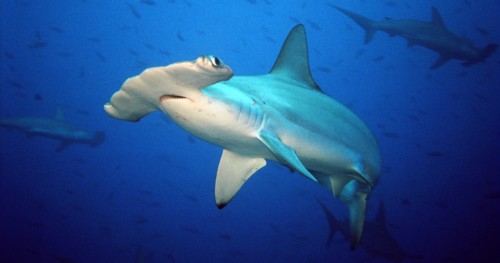 A Hammerhead Shark on open water with my new nasds card.