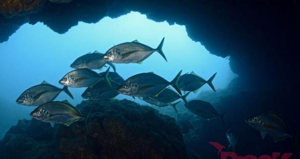 I just got my replacement dive card and dove in this cave with Jack fish.