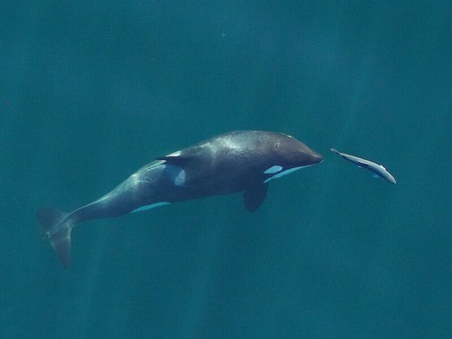 Orca - the killer whale in open water.