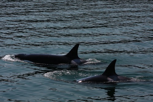 Killer Whales at the surface.