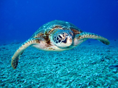 Padi advanced diver spots a lone turtle.