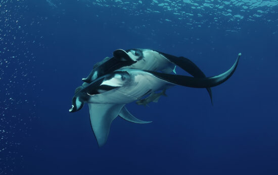 Manta rays mating underwater with my padi certification card.