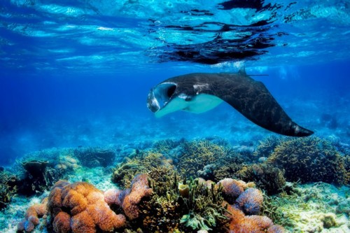 Playful Manta Ray in open water on the reef.