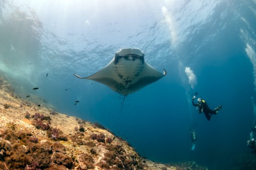 Huge Manta Ray with scuba divers in open water.