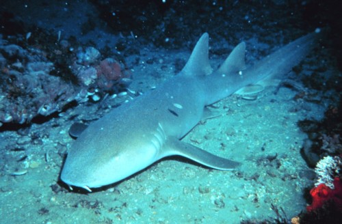 Nurse Shark in the sand.
