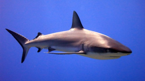 Open Water scuba diver sees a Big Blue shark.