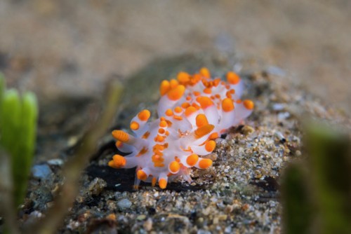 Interesting creatures if you can look.  This is an Orange Chub, very small.  
Most scuba divrs would miss this wonderful creature.