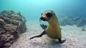 Playful Sea Lion Pup.