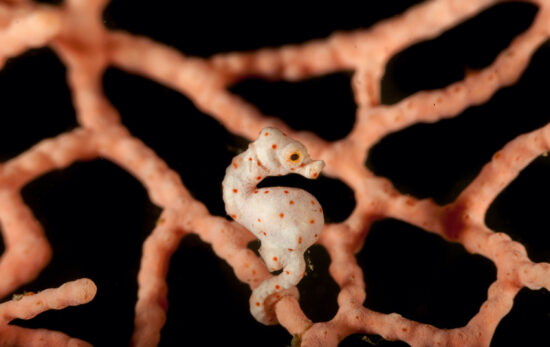 The male Sea Horse is the one that gives birth.  This photo was taken on a scuba reef.