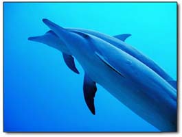 Dolphins in open water scuba diving.