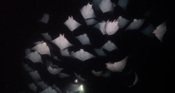 Huge school of bat rays as seen by ssi divers.