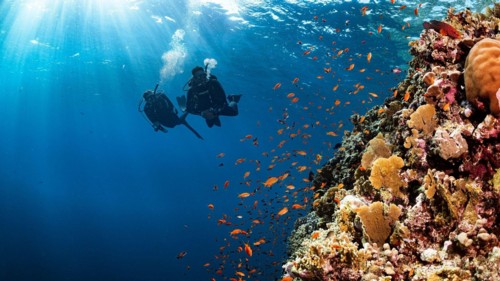 Two divers that want to save the coral reef.