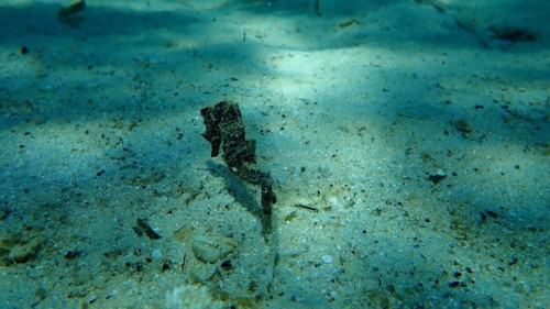 Sea horse in the sand.  We saw this on our open water certification dives.