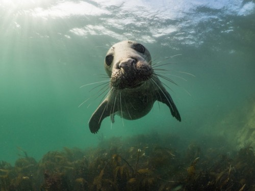 Sea Lion pup looking at us.
