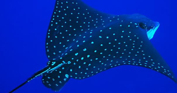 Wonderful spotted eagle ray while blue water diving.