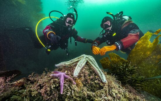 Star fish on the reef.