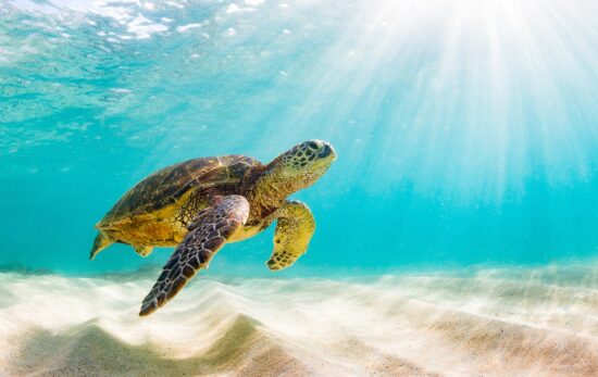 Turtle in the sand with padi elearning.