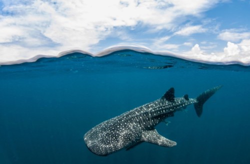 Whale shark in open water.