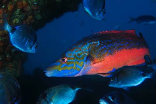 Open water scuba diver sees a Wrasse.