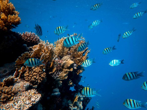 Reef diving in Cozumel.