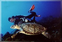 Turtle in Cozumel with scuba diver using the nitrox enriched air course.