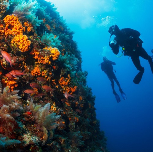 Two divers on a reef with perfect scuba bouyancy.
