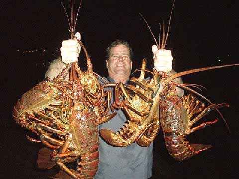 Big Lobster catch by an ssi nitrox diver.
