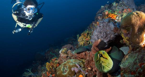 Girl spots a green eel on the reef after taking the online scuba lessons course.