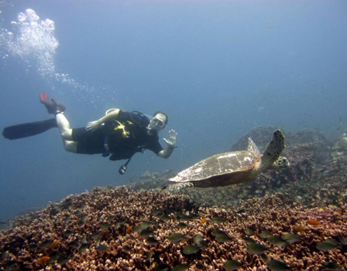 Nitrox scuba diver with a Turtle.