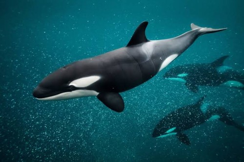 Orca the liller whale as seen on nitrox. - .
