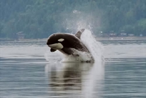 Killer whale jumps out of the water.