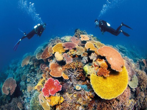 They met on a scuba nitrox dive trip with padi