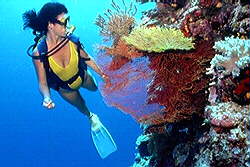 Scuba diver of all sexes, color, and creed.