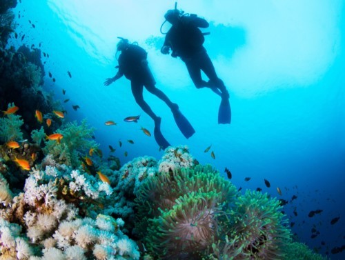 Two divers enjoying the pretty reef with their scuba replacement cards.